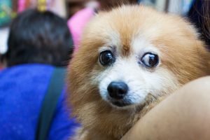 愛護動物，就應該去領養動物