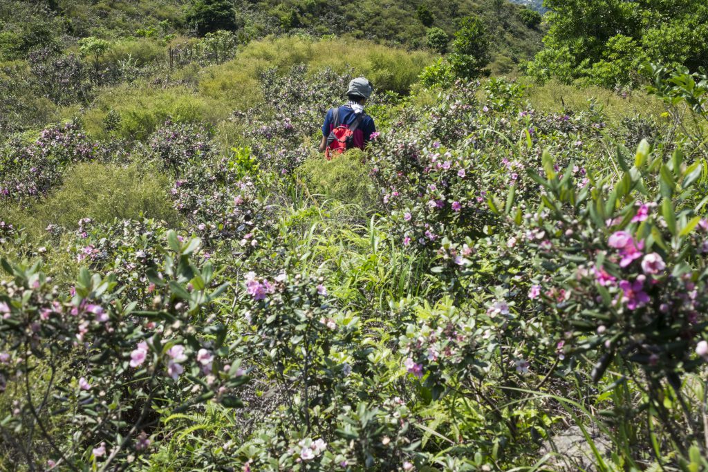 離開龜頭嶺的小路