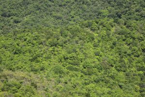 在龜頭嶺山上下望，整片都是綠色山野