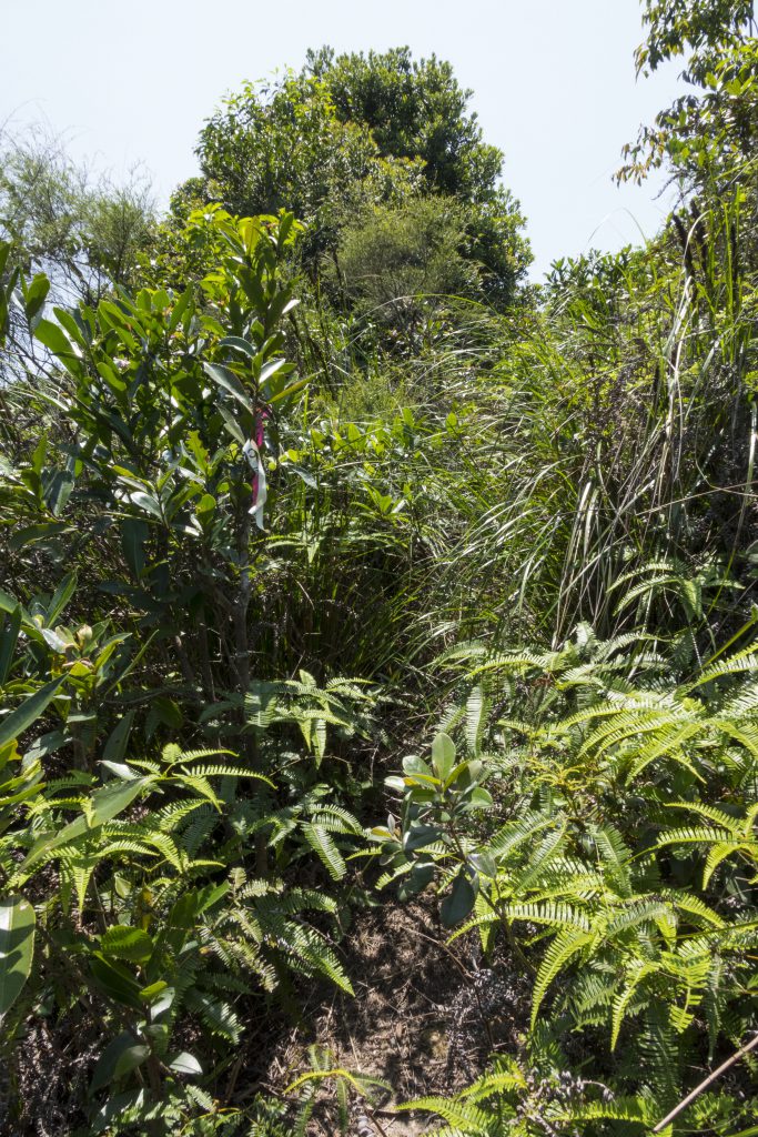 登上龜頭嶺的山路，沿路兩邊都是整個人高的雜草